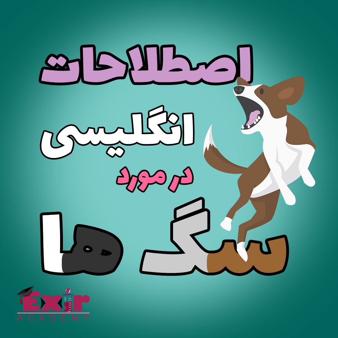 اصطلاحات-انگلیسی-در-مورد-سگ-ها